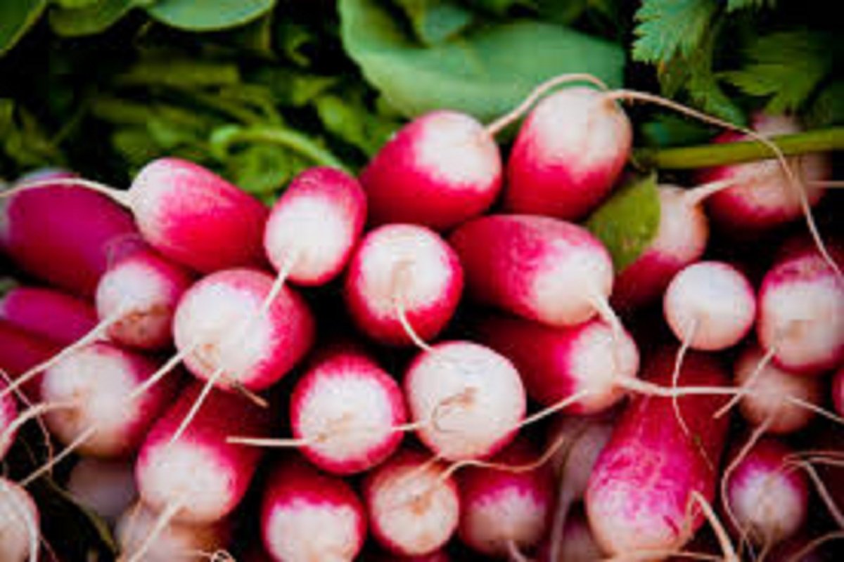 Simple tips to earn extra income from radish cultivation!