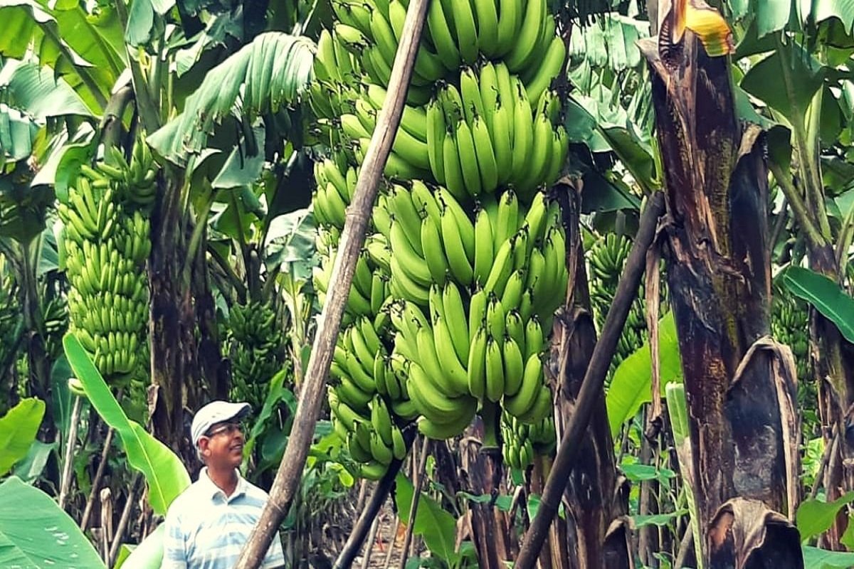 Banana Rate