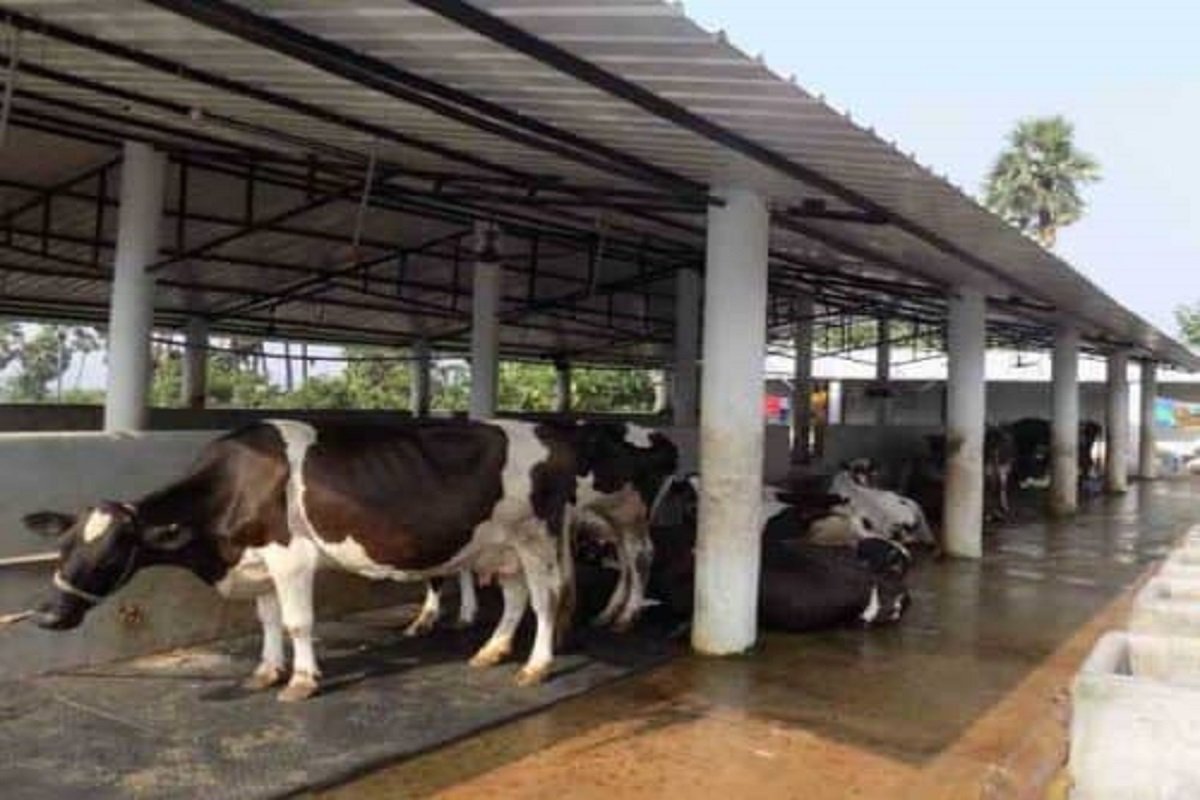 1.75 lakh grant to set up a dairy farm - a huge project of the Central Government.
