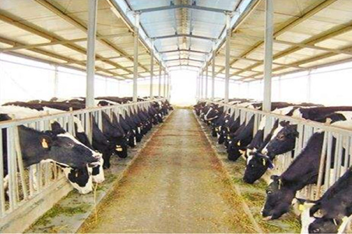 How to run a dairy farm profitably?