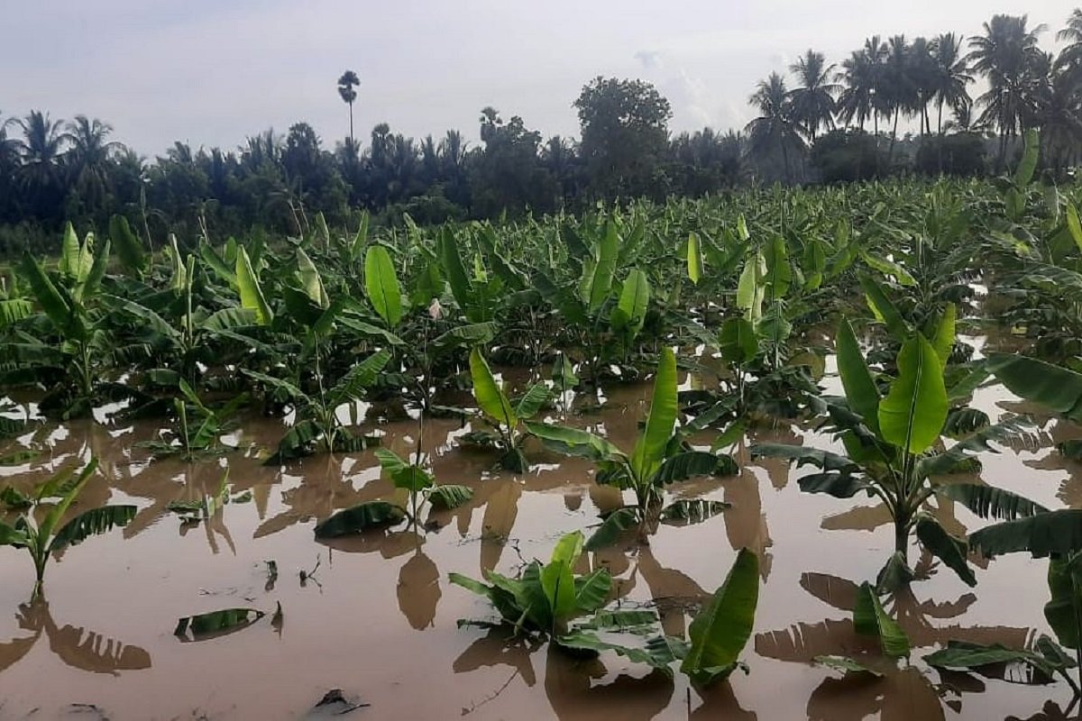 Rainy season fertilizer management in banana cultivation!