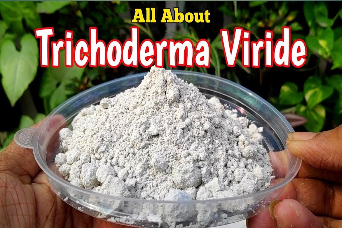 Trichoderma viride, which controls various diseases in crops!