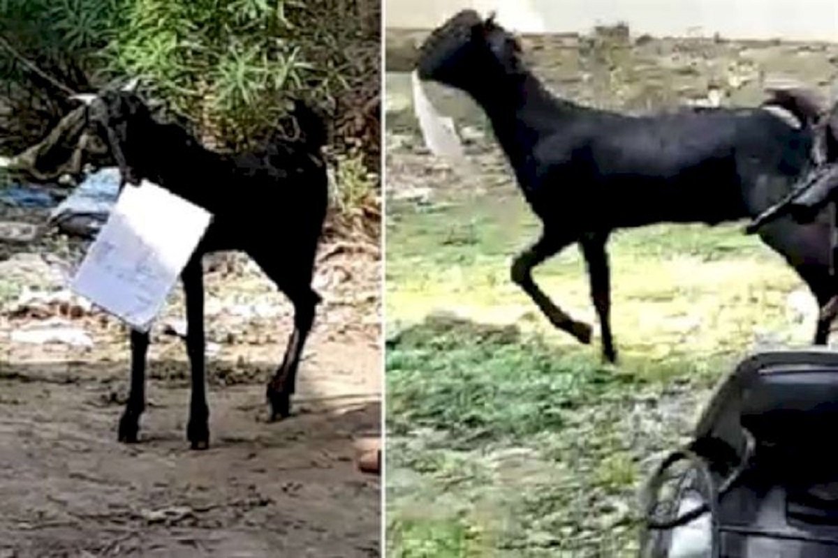 The goat who entered the panchayat office and grabbed the documents!