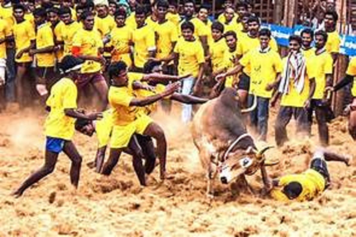 Avanyapuram Jallikattu - Karthik won the first prize by taming 24 bulls!