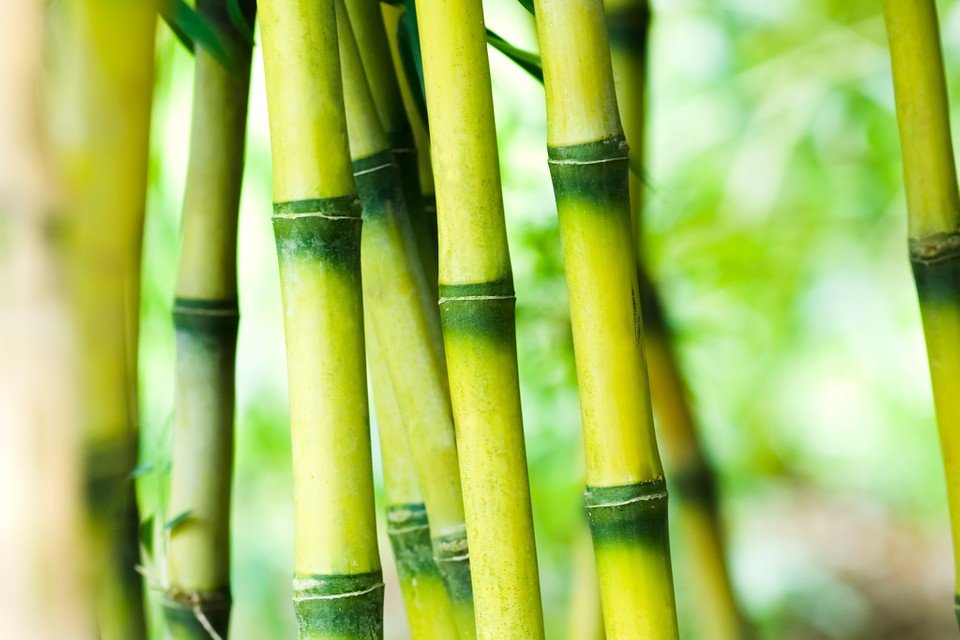 மஙகல சகபடகக 90 வர மனயம subsidy up to 90 for bamboo