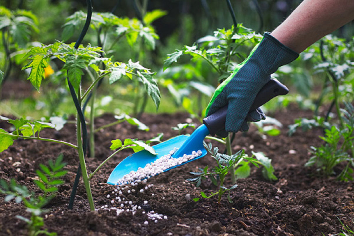 Why Is It Necessary To Water Crops Frequently In Summers