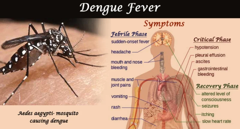 Dengue Fever Banner ?format=webp