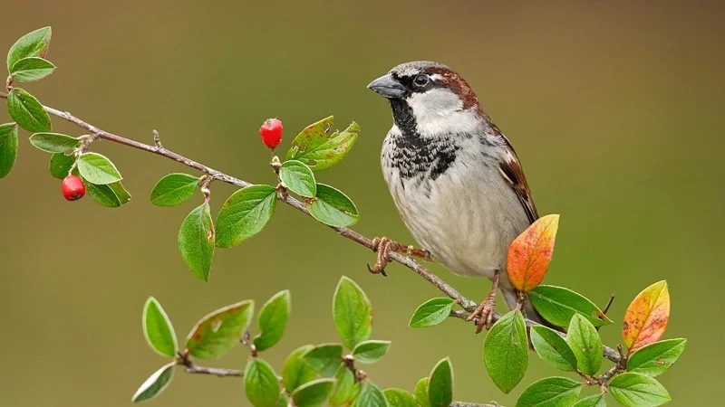 சிட்டுக்குருவி – சிறுவர் பாடல் Sparrows