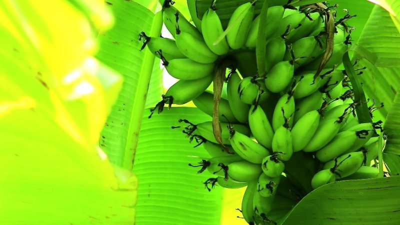 Method of producing ‘banana’ in short term