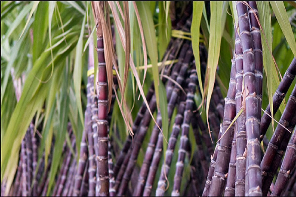 Б сахарный тростник. Сахарный тростник в Южной Америке. Растение Индии сахарный тростник. Гватемала сахарный тростник. Сахарный тростник стебель Соломина.