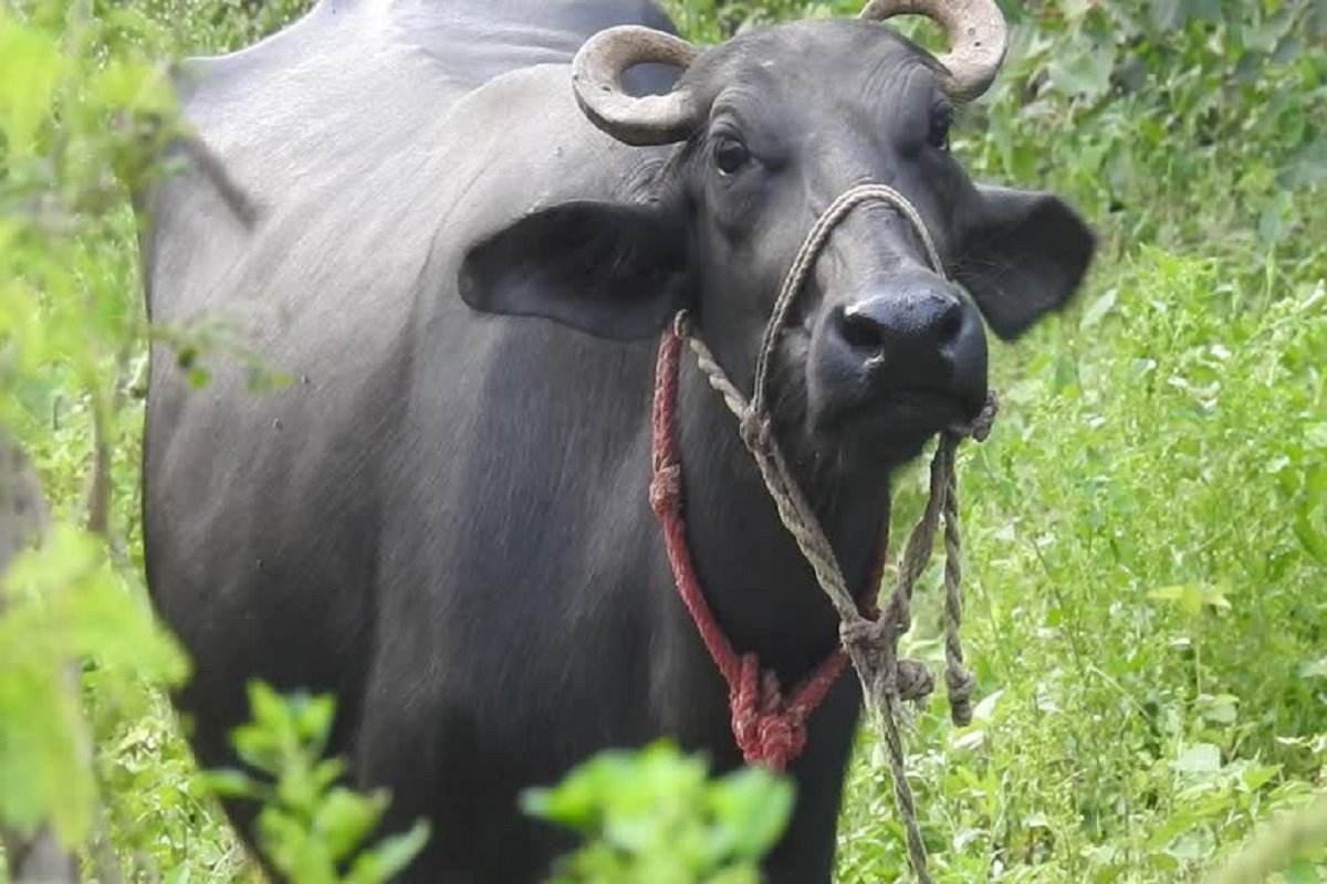Murrah buffalo is best to set up a dairy farm