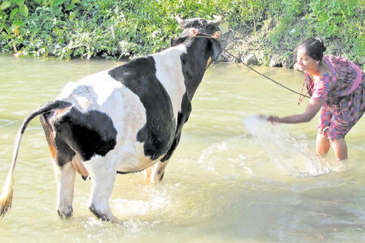 Natural Medicine for Cow