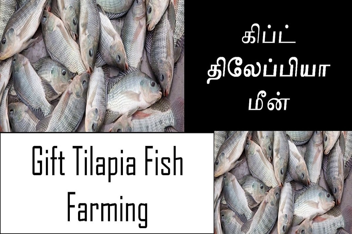 PDF) Genetic Improvement of Farmed Tilapias (GIFT) Project: Final Report,  March 1988 to December 1997
